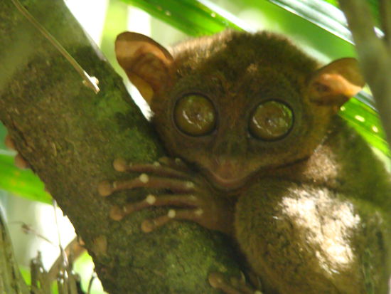 Tarsier