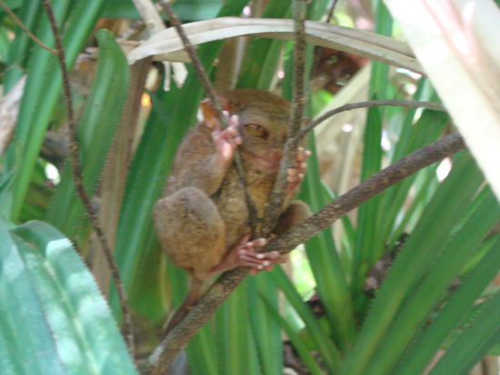 Tarsier