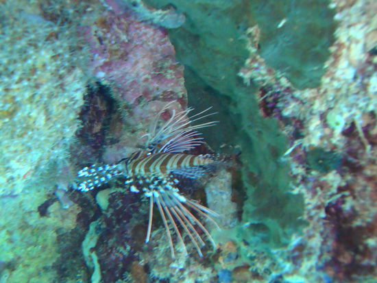 Lionfish