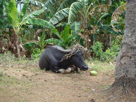 Carabao