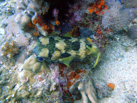 Porcupinefish / Kugelfisch