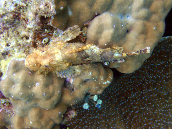 Scorpionfish