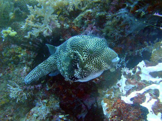 Pufferfish