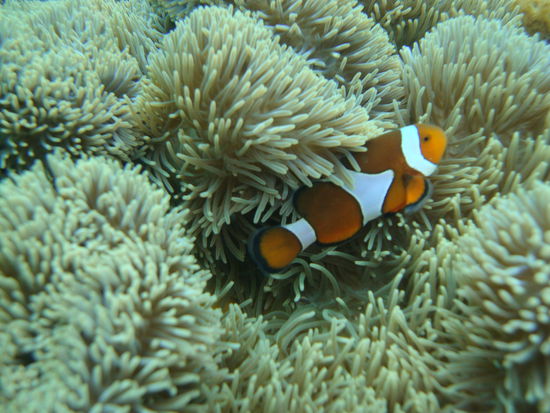 Nemo