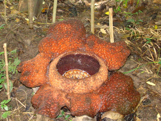 Rafflesia