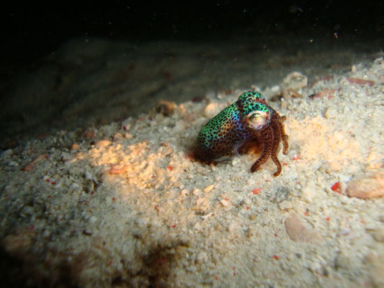 Tintenfisch?? ca.3cm