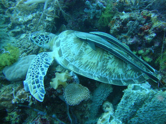 Und was ist das??
Ja richtig, Schildkrötentaxi....