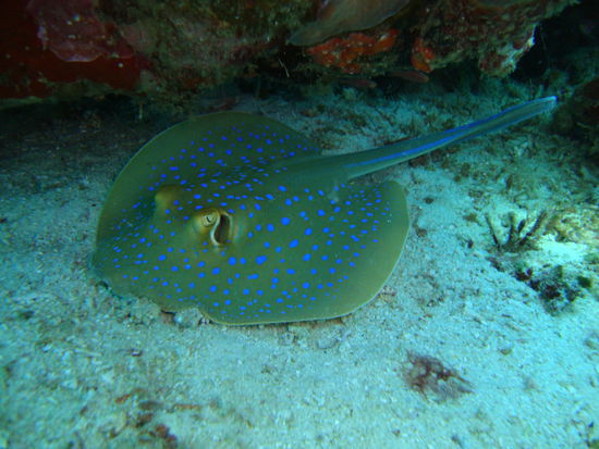 Blue spotted Stingray