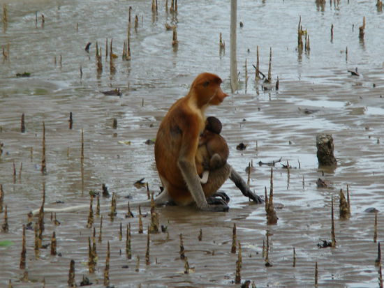 Langnasenaffen (Prohibiscis)