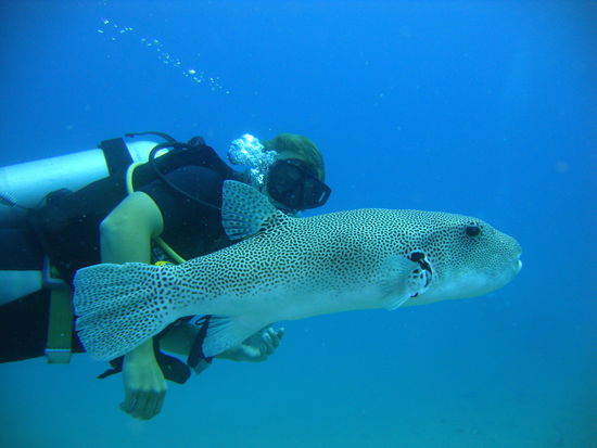 Hab ihn gleich, hab ihn gleich....