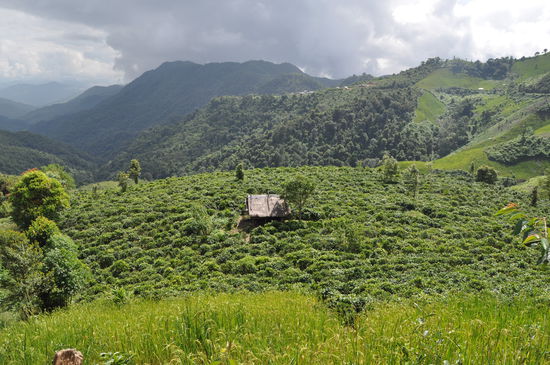 Teeplantagen, soweit das Auge reicht