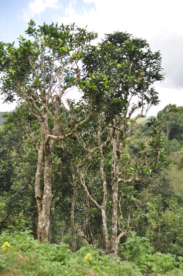 400 Jahr alte Teebäume