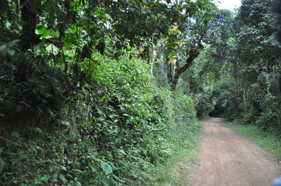 Rein in den Dschungel