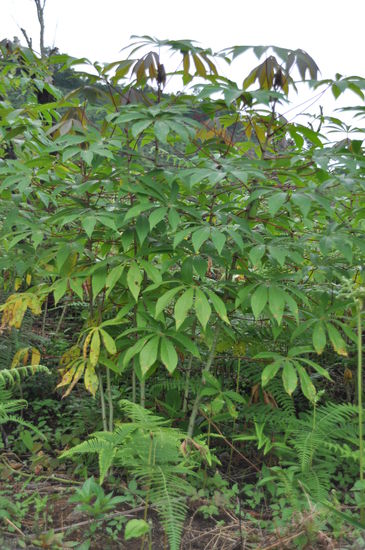 eine Art Kartoffelpflanze