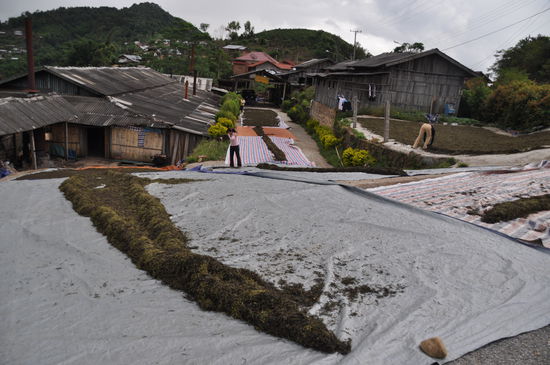 Teeplanatage. Hier wird der Reis getrocknet