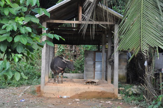 Dieser Wasserbüffel ist wahrscheinlich der einzige auf der  Welt, der ein Haus und eine Toilette besitzt 