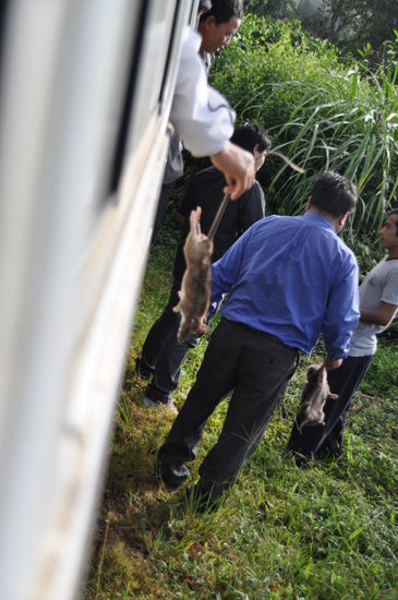 Am Wegesrand verkauften Leute frisch gefangene Ratten. Auch die Insassen unseres Busses waren mehr als nur interessiert.