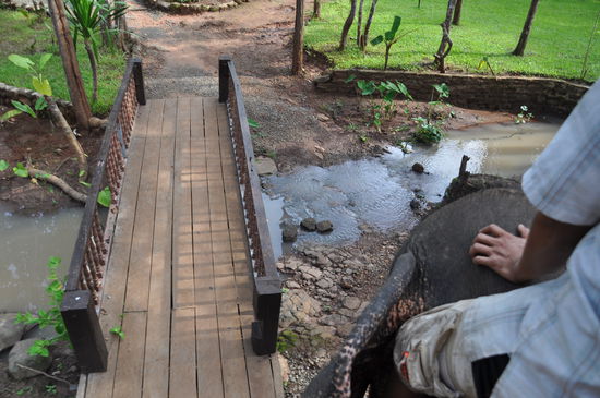 Na, nimmt der Elefant die Brücke oder nicht? 