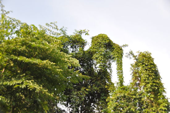 Elefanten wo man geht und steht!