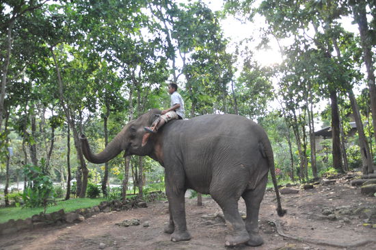 Auf zum Baden im Fluss.