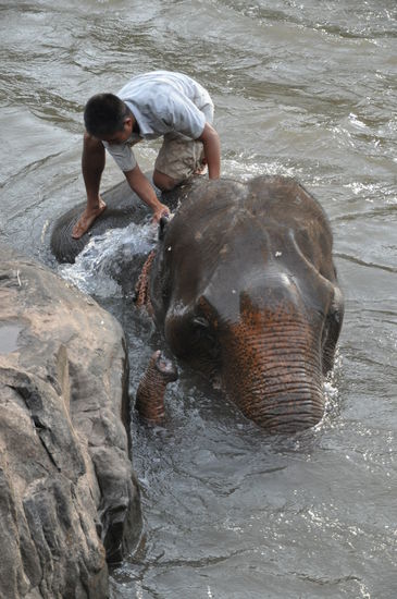 Rüssel raus, Luft schnappen!