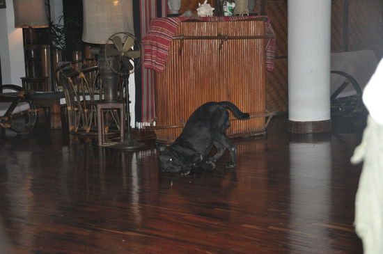 Auch der Hund versucht seine Aufmerksamkeit auf sich zu lenken. Dieser putzige große Kerl ist mit Ottern aufgewachsen und verhält sich wie sie  --&gt; rollen, grunzen und quietschen!