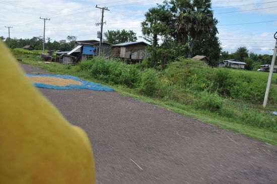 Zum Trocknen wird der Reis einfach auf die Straße gelegt.