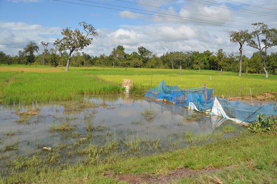 Regenwasser der vergangenen Tage, auch da tummeln sich Fische und werden  mit  einer selbst gebauten Reusse gefangen.