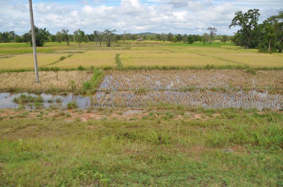 Reisfelder kurz vor der Ernte.