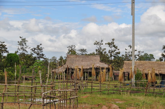 Reisstiele werden getrocknet und später zu Körbe oder anderen Haushaltsartikel verarbeitet.