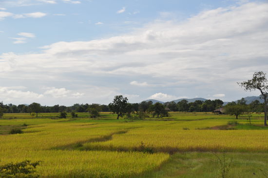 Laos Süden, die Kornkammer.