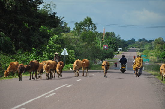 Kein ungewöhnliches Bild. Keiner hupt, keiner regt sich auf, der normale Alltag. Wie schön!