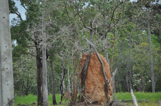 Termitenhügel erobern Bäume.