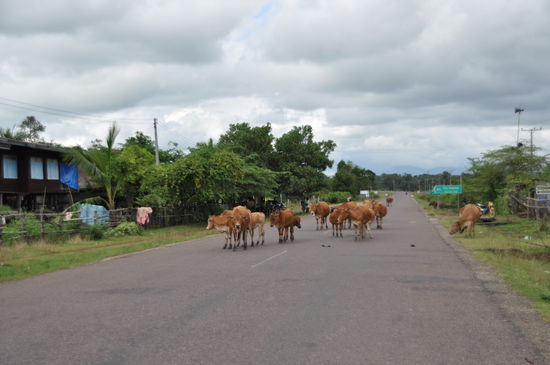 Jedem gehört die Straße 
