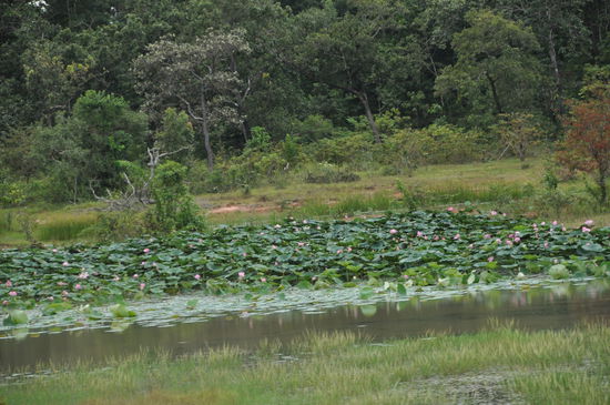 Lotusblüten in jeder Pfütze zu sehen.