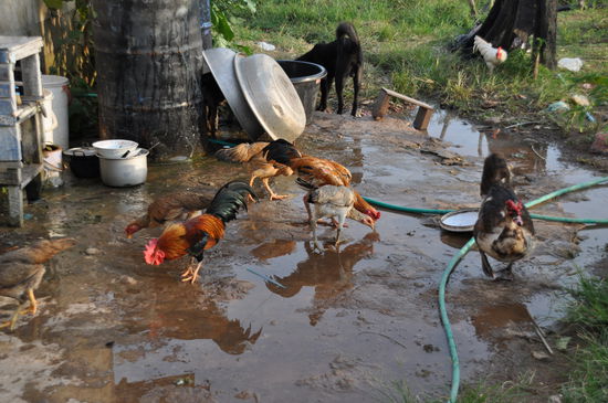 Und die Hühner gaben dem Ganzen den Rest! - Nein, ich habe keine Hühnergrippe  bekommen 
