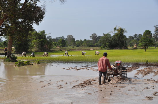Alle helfen mit den Reis zu pflanzen,  auch die Kinder