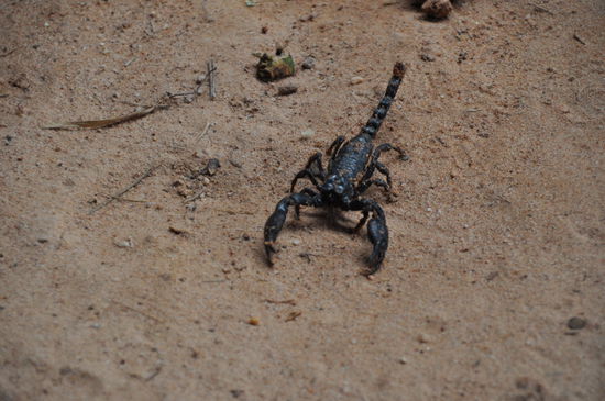 Dieses Handteller große Tierchen wollte unbedingt meinen Schuh erobern, egal wo ich mich hinbewegte, aber es hatte nicht mit dem resoluten Besen der Minenfrau gerechnet 