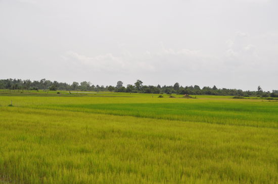 Und so weit das Auge reicht Reisfelder, oh, wie schön.
