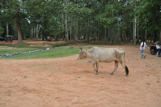 Ein Witz über Touristen, den mir mein Guide Phallin erzählt hat:
Zuerst fragt mich mein Guide, ob ich wüsste wie eine Kuh machen würde, ich: Ja natürlich "muuh". Hier machen die Kühe aber anders sagt er und zwar "moore". Und dann, warum die Touristen glauben, dass die Kambodschanischen Kühe Englisch sprechen können.
Das kam so:
Ein Tourist machte vor einem Tempel Fotos und plötzlich läuft ihm eine Kuh vor die Linse, der Tourist knipst sie. Die Kuh ruft daraufhin "moore, moore" und der Tourist ist völlig überrascht und sagt zu seiner Frau, schau mal, die Kuh kann Englisch sprechen, sie hat gesagt ich soll noch mehr Bilder von ihr machen. Seitdem glauben die Touris, dass diese Kühe Englisch sprechen. Nun ja, ob der Witz gut ist oder nicht sei mal dahin gestellt, aber als mir diese Kuh bei einem Tempel vor die Linse lief und ich ein Bild von ihr machte und sie nicht "moore" schrie, sagte ich zu meinem Guide, das wäre ja gar nicht wahr, dass die Kühe hier nach "moore" schreien würden. Ich hatte noch nicht fertig gesprochen kam von hinten ein Kälbchen angerannt und schrie "moore, moore". Wir lachten uns halb tot . Und ich kann euch sagen die Kühe machen tatsächlich "moore" nicht wie unsere Kühe "muuh"
