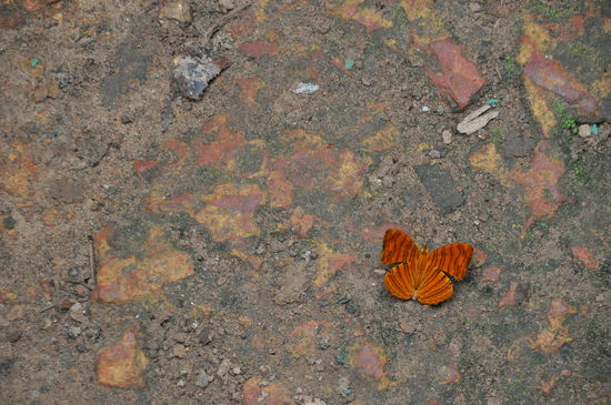 Dieser Schmetterling, etwas kleiner wie eine Hand, flatterte mir genau vor die Füße. Leider konnte mir mein Guide keinen Namen nennen.