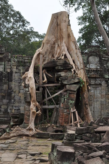 Nur noch gehalten von den Wurzeln des Baumes