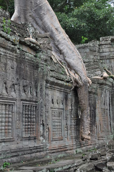 Könnt ihr die Elefanten-Nase erkennen?