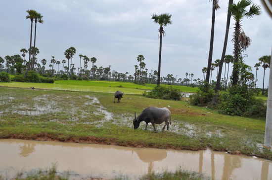 Wasserbüffel im Reisfeld