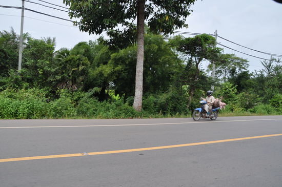 Auch Schweine werden lebend auf Mopeds transportiert.