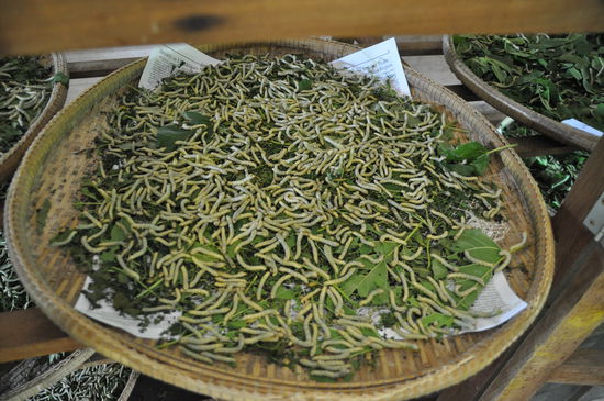 die Seidenraupen beim Speisen der extra für sie angebauten Cinemon-Pflanze