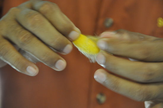 Kokon. Im Inneren hört man die Raupe wie sie sich im Kokon langsam für die Welt draußen vorbereitet. 
Was hier aussieht wie Wolle, wird später zur Seide gesponnen, aber zuerst wandern die Kokons in die Sonne, wo sie ein paar Tage liegen bleiben, danach wandern sie in einen Topf mit heißem Wasser, aber bis dahin sind die Tierchen schon nicht mehr am Leben