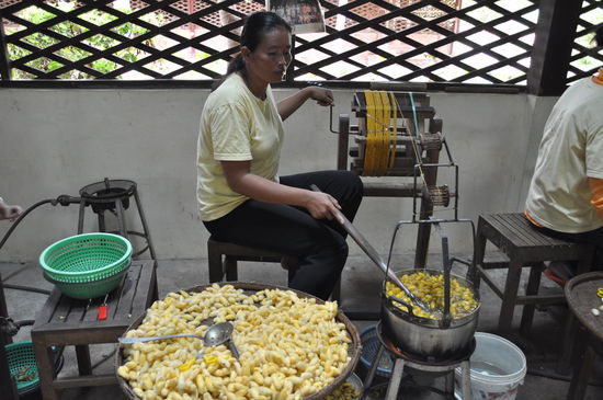 Die Raupen wandern in den Kochtopf, mit einer Art "Schneebesen" wird die Seide augespult und diese werden direkt auf das große Rad gedreht