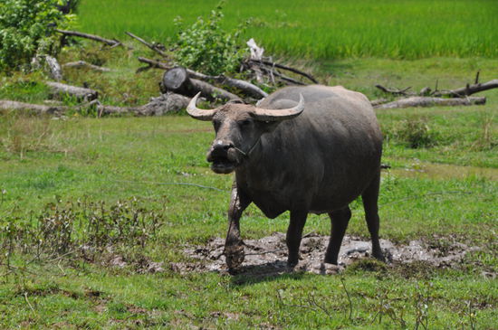 Auf meiner Radtour über die Insel wollte dieser süße Wasserbüffel unbedingt  mir  guten Tag sagen . Ich überlegte kurz ob er vielleicht schneller ist wie ich mit dem Bike =)