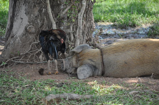 Huhn säubert das Maul vom Schwein, süß 